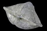 Pyrite Replaced Brachiopod (Paraspirifer) - Ohio #85557-1